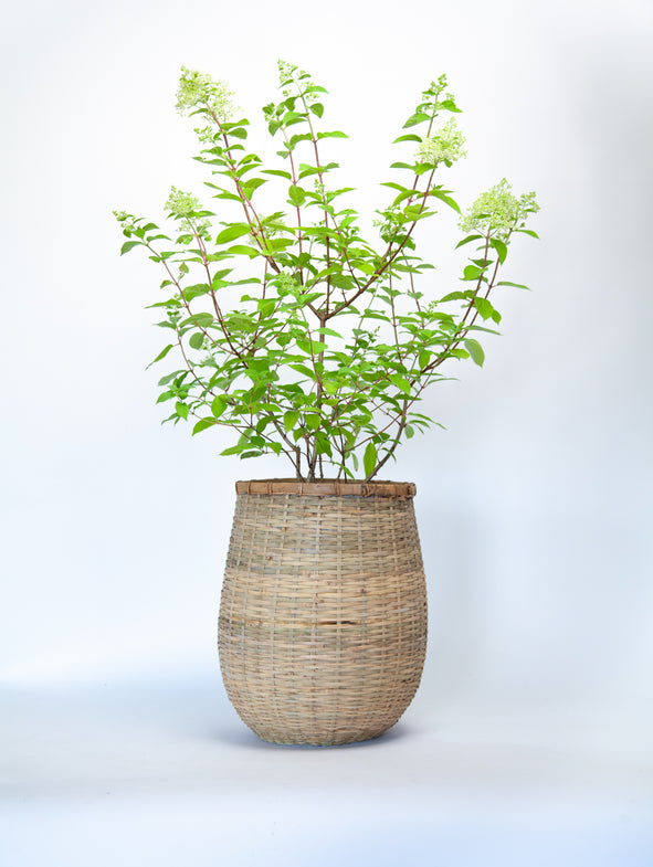 Hydrangea Limelight in a large bamboo pot